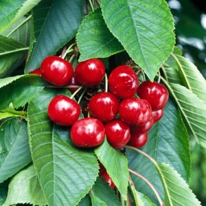 Prunus avium 'Stella' cherry tree showcasing an abundance of ripe, dark red, glossy fruit hanging amongst vibrant green leaves. The tree appears healthy and robust.