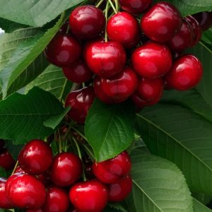 A Prunus avium 'Sunburst' cherry tree bearing large, glossy dark red fruit on branches with vibrant green leaves, complemented by delicate white spring flowers.