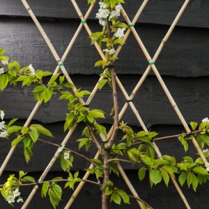 Prunus avium 'Van' (Sweet Cherry 'Van') displaying rich green deciduous foliage and clusters of ripening, glossy dark red cherries, ready for harvest.