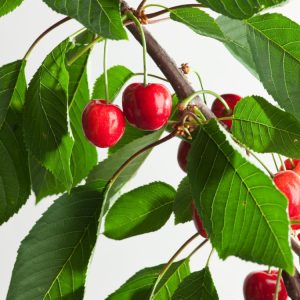A magnificent Prunus avium, or Wild Cherry, stands tall, covered in a profusion of pure white blossoms in spring, with its green leaves visible beneath.