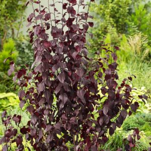 Prunus cerasifera 'Nigra' (Purple-leaved Plum) showcasing its striking deep purple leaves and delicate pale pink blossoms during early spring bloom.