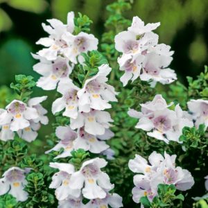Prostanthera cuneata, the Alpine Mint Bush, displays numerous small white, tubular flowers with purple throats amongst its dense, aromatic, dark green wedge-shaped leaves.