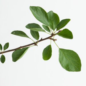 A mature Prunus domestica 'Opal' tree displaying plump, ripe, purple-red plums nestled amongst vibrant green leaves. Delicate white blossoms appear in spring.