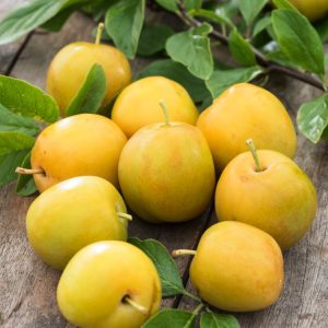 A healthy Prunus domestica 'Reine Claude d'Oullins' tree, laden with ripe, sweet yellow-green Oullins Gage plums ready for harvest. Lush green foliage surrounds the fruit.