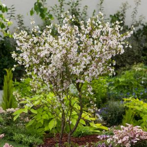 Prunus incisa 'Kojou-no-mai' showcasing delicate pale pink flowers emerging from distinctive zig-zag branches, with fresh bronze-green leaves.