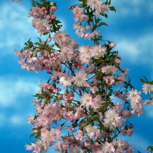Prunus incisa 'Oshidori' displaying abundant, delicate double pink blossoms covering its branches in early spring before its leaves emerge.