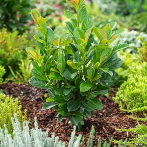 A dense, upright Prunus l. Bonaparte shrub with glossy, dark green evergreen leaves and subtle reddish stems, adorned with slender spikes of small white flowers.