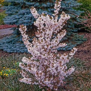 Prunus nipponica 'Brillant' in glorious early spring bloom, featuring a dense display of pure white, cup-shaped flowers on bare branches. Elegant and vibrant.