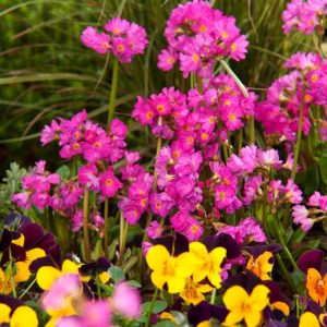 A clump of Primula rosea displaying numerous vibrant rose-pink flowers on short stems above emerging green foliage, heralding early spring.