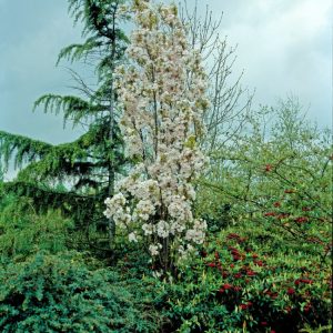 A Prunus serrulata 'Amanogawa' tree standing tall with a slender, upright form. It displays abundant, delicate, shell-pink semi-double blossoms.