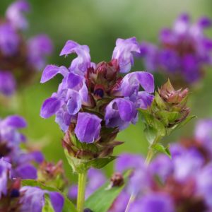 Close-up of vibrant Prunella grandiflora, or Large-flowered Selfheal, showcasing its dense spikes of rich violet-purple blooms and fresh green foliage.