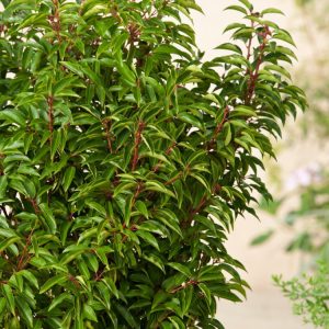 A vibrant Prunus lusitanica 'Angustifolia' shrub with dense, glossy dark green leaves and striking red new stems, showing its elegant, upright habit.