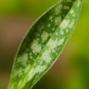 Pulmonaria longifolia 'E.B. Anderson' displays long, dark green leaves heavily speckled with bright silver, alongside clusters of exquisite blue bell-shaped flowers.
