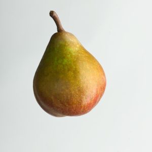 A Pyrus communis 'Gieser Wildeman' pear tree adorned with delicate white spring blossoms, lush green foliage, and small, firm green stewing pears ripening on its branches.