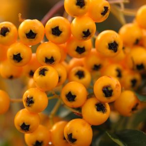 Pyracantha 'Soleil d'Or' featuring vibrant clusters of golden-yellow berries against dark green, glossy evergreen foliage and thorny branches.