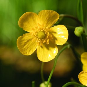 Ranunculus flammula, also known as Lesser Spearwort, featuring slender green stems and lance-shaped leaves, topped with small, bright yellow, cup-shaped flowers.