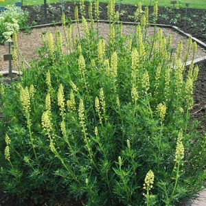 Reseda luteola, also known as Wild Mignonette, displays upright spikes of delicate yellowish-green flowers, each with prominent orange stamens, above deeply lobed green foliage.