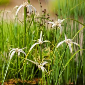 Rhynchospora colorata displaying its striking star-shaped clusters of bright white bracts and slender, upright green foliage in a natural setting.