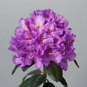 Vibrant Rhododendron 'Lee's Dark Purple' showcases lush evergreen foliage and striking clusters of deep purple, bell-shaped flowers with dark blotches.
