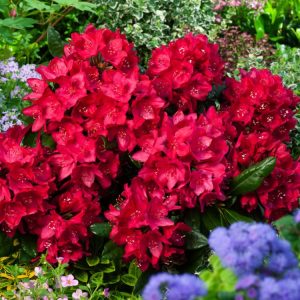 Vibrant red, bell-shaped flowers with distinctive dark maroon flecks bloom on the evergreen Rhododendron 'Nova Zembla', set against glossy, dark green foliage.