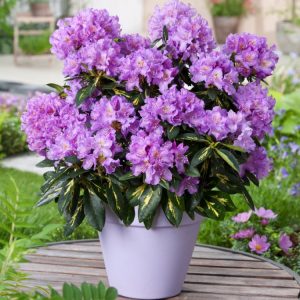 Rhododendron 'Goldflimmer' displays vibrant green leaves with striking golden-yellow centres. Clusters of delicate lavender-pink flowers emerge in late spring.