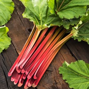 Vibrant Rheum rhabarbarum plant showcasing its large, crinkled green leaves and sturdy, colourful red and green edible stalks.