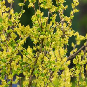 Vibrant green foliage of Ribes alpinum, an Alpine Currant, forming a dense, rounded shrub, showcasing its small, lobed leaves and potential for compact growth.