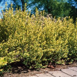 A vibrant, dense Ribes alpinum 'Schmidt' shrub displaying bright green, lobed deciduous foliage and small, inconspicuous spring flowers.