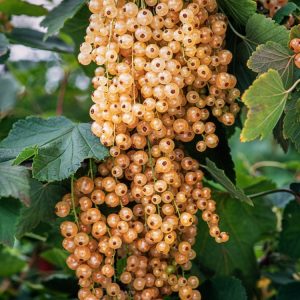 Close-up of a Ribes rubrum (white) plant, showcasing its clusters of translucent, pearl-like whitecurrant berries ripening amongst vibrant green lobed leaves.
