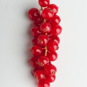 Close-up of Ribes rubrum (Redcurrant) plant featuring vibrant green, lobed leaves and abundant clusters of glossy, translucent ruby-red berries ripening on the branches.