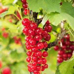 Ribes rubrum (red) 'Jonkheer van Tets' bush laden with heavy clusters of glossy, ripe red berries, ready for harvest, surrounded by vibrant green, lobed leaves.