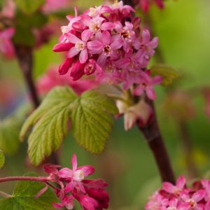 Close-up of Ribes sanguineum 'King Edward VII' showcasing its pendulous clusters of deep crimson-red flowers against emerging green foliage.