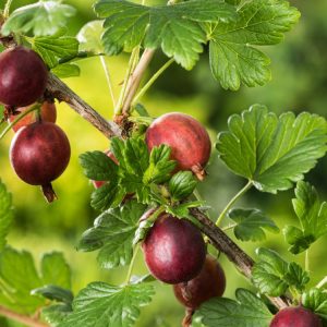 A lush Ribes uva-crispa Hinnonmäki Röd gooseberry bush with bright green leaves, heavily laden with glistening, ripe red berries, ready for harvest.