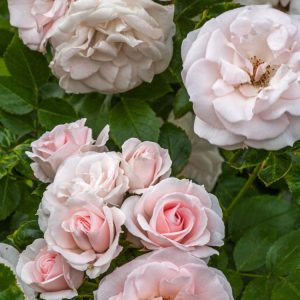 Close-up of Rosa (H) Aspirin Rose showcasing its abundant clusters of delicate, pure white, semi-double flowers with golden centres and healthy mid-green foliage.