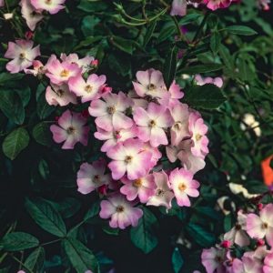 Rosa (H) 'Ballerina' displaying abundant clusters of small, single, light pink flowers with white centres and healthy, dark green, glossy foliage.