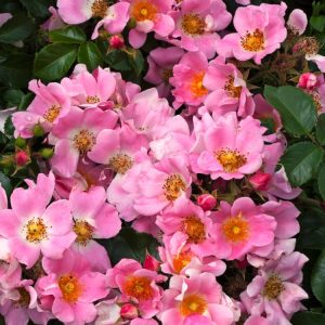 A close-up view of the Rosa (F) Bassino, featuring multiple vibrant red single flowers with bright yellow stamens and deep green foliage.
