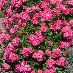 Rosa (P) Bad Birnbach displaying its vibrant apricot-orange and salmon-pink semi-double flowers, set against glossy, dark green foliage.