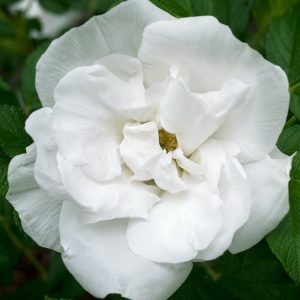 A fragrant Rosa (R) 'Blanc Double de Coubert' rose, showcasing multiple pure white, fully double, quartered blooms with lush green foliage.