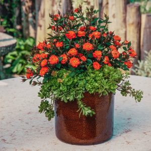 A close-up view of Rosa (M) Cricket, showcasing its delicate, perfectly formed cream to pale yellow flowers with subtle pink blushes and glossy green foliage.