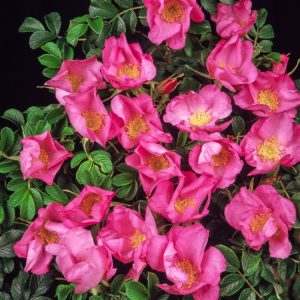 Vibrant Rosa Dagmar Hastrup rose bush displaying abundant single, clear pink flowers with bright yellow centres. Lush, deeply veined dark green foliage and large, round red hips are also visible.