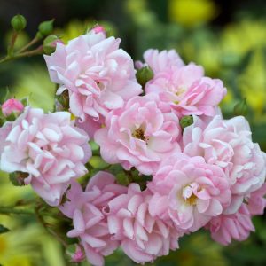 Rosa (P) 'The Fairy' showcases abundant clusters of small, delicate shell-pink double flowers with a ruffled appearance, set against glossy dark green foliage.