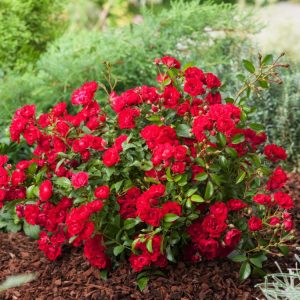 A compact Rosa (PA) Fairy King bush featuring numerous clusters of small, double, deep pink to reddish flowers against glossy dark green leaves.