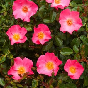 Rosa (T) Fortuna with vibrant golden-yellow, high-centred, fragrant blooms and glossy dark green foliage, showcasing its classic Hybrid Tea form.