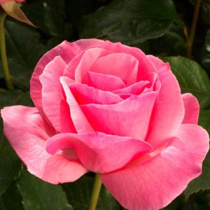 Vibrant Rosa 'Gloed' shrub rose showcasing its clusters of warm orange-red, semi-double blooms and healthy, glossy green foliage.