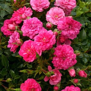Close-up of Rosa (H) Knirps showcasing clusters of small, double, soft pink flowers and glossy dark green foliage.