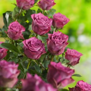 Rosa (H) Matchpoint showcases large, fragrant, apricot-orange and pink-blushed cream double blooms with healthy green foliage, standing proudly.
