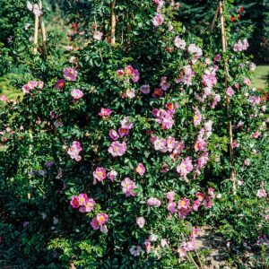 Rosa (R) 'Max Graf' showcases abundant, single, bright pink flowers with golden centres against a backdrop of glossy, dark green foliage, forming a vibrant groundcover.