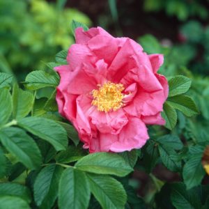 Rosa (R) 'Moje Hammarberg' displays deep pink-purple, semi-double, fragrant blooms amidst crinkled dark green foliage, with large red hips emerging later.