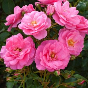 Vibrant salmon-pink and apricot blooms of Rosa (H) Mirato unfurl on a backdrop of lush green foliage, forming a dense, bushy shrub.