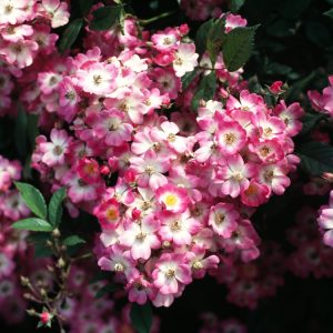 Rosa (H) 'Mozart' displaying abundant clusters of small, single pink flowers, each with a clear white eye and delicate yellow stamens, against lush green foliage.